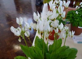 dodecatheon dentatum
